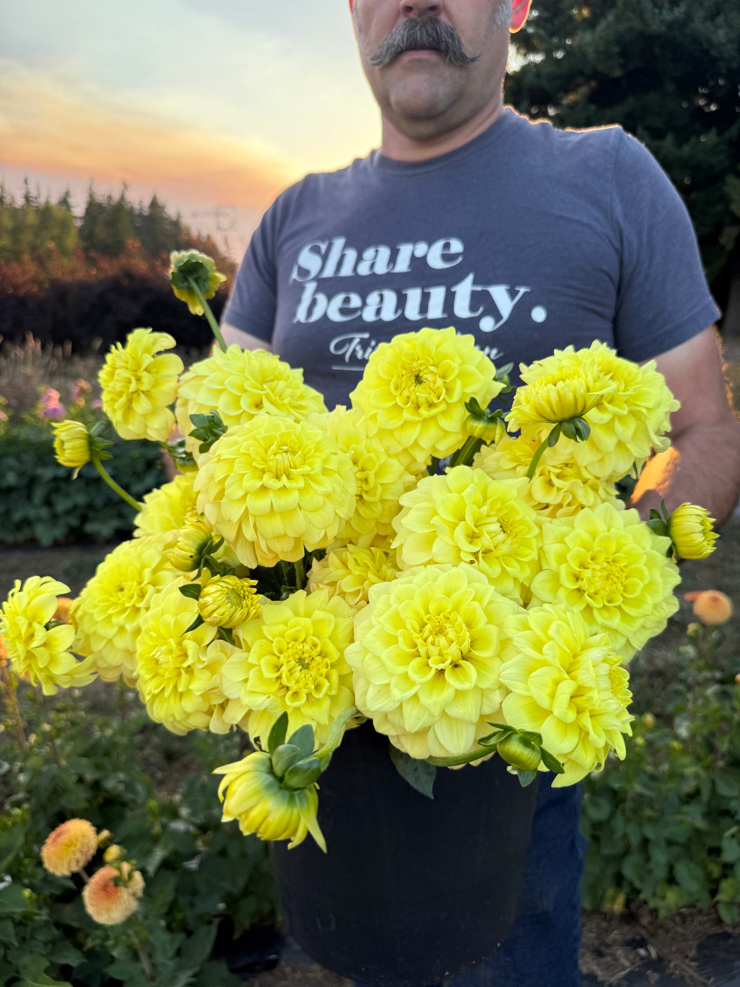 Salish Sundrops Dahlia Tuber