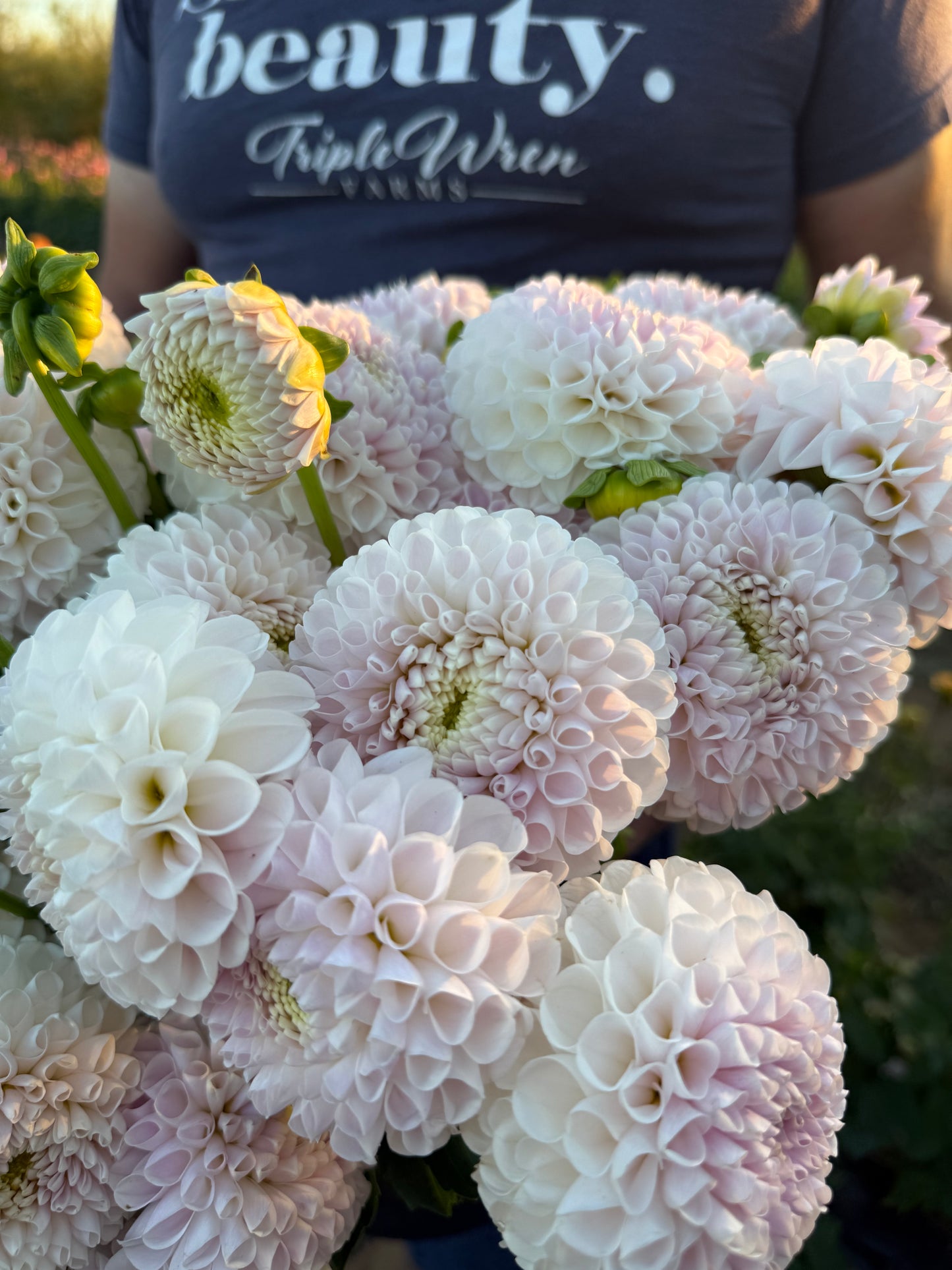 Irish Erin Dahlia Tuber