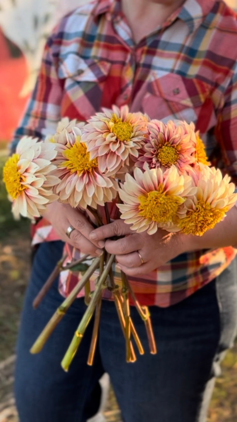 buy Polka Dahlia Tubers from Triple Wren Farms for your home garden