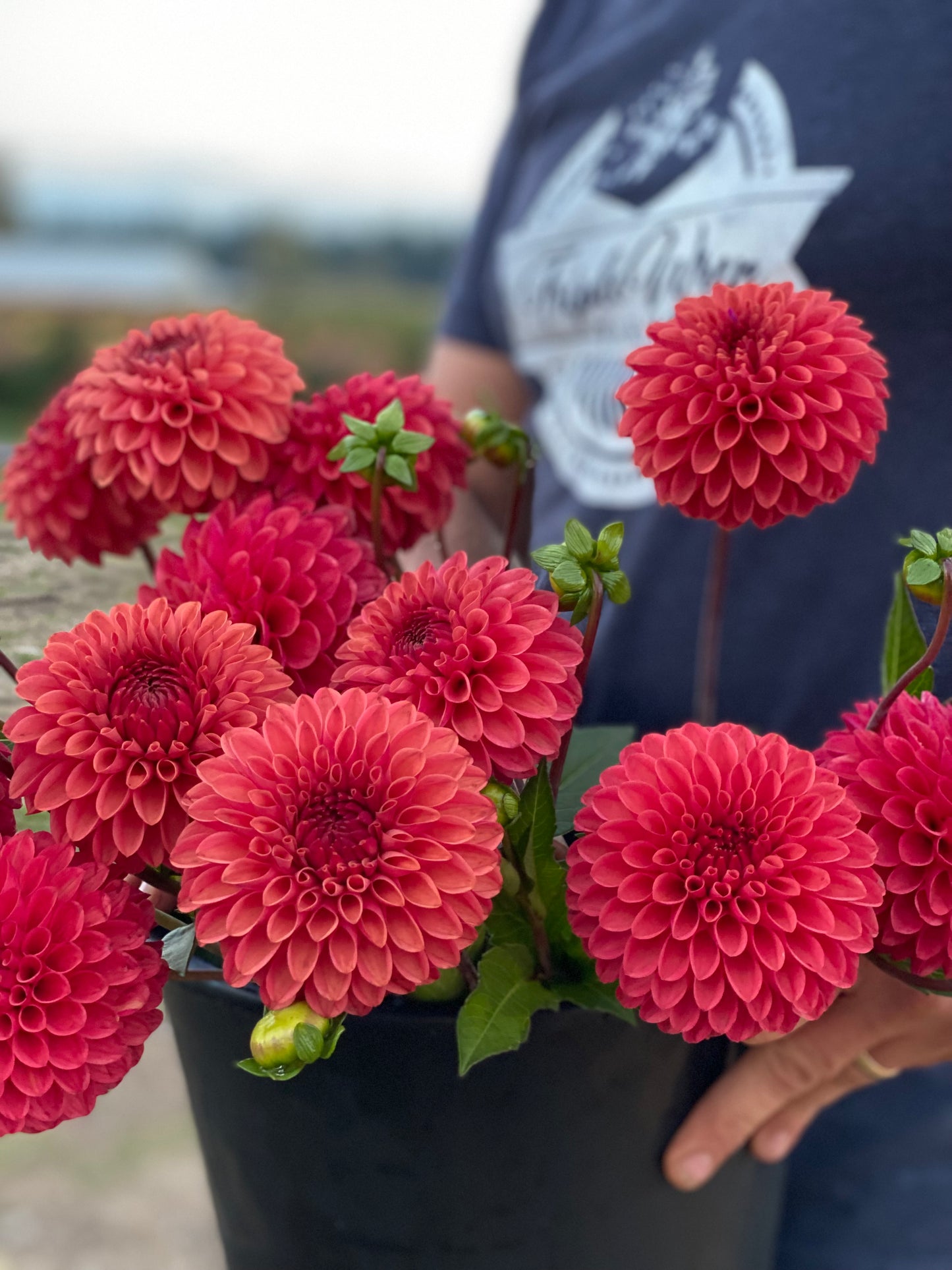 Buy KA's Keltie Cherry Dahlia Tubers from Triple Wren Farms for your home garden