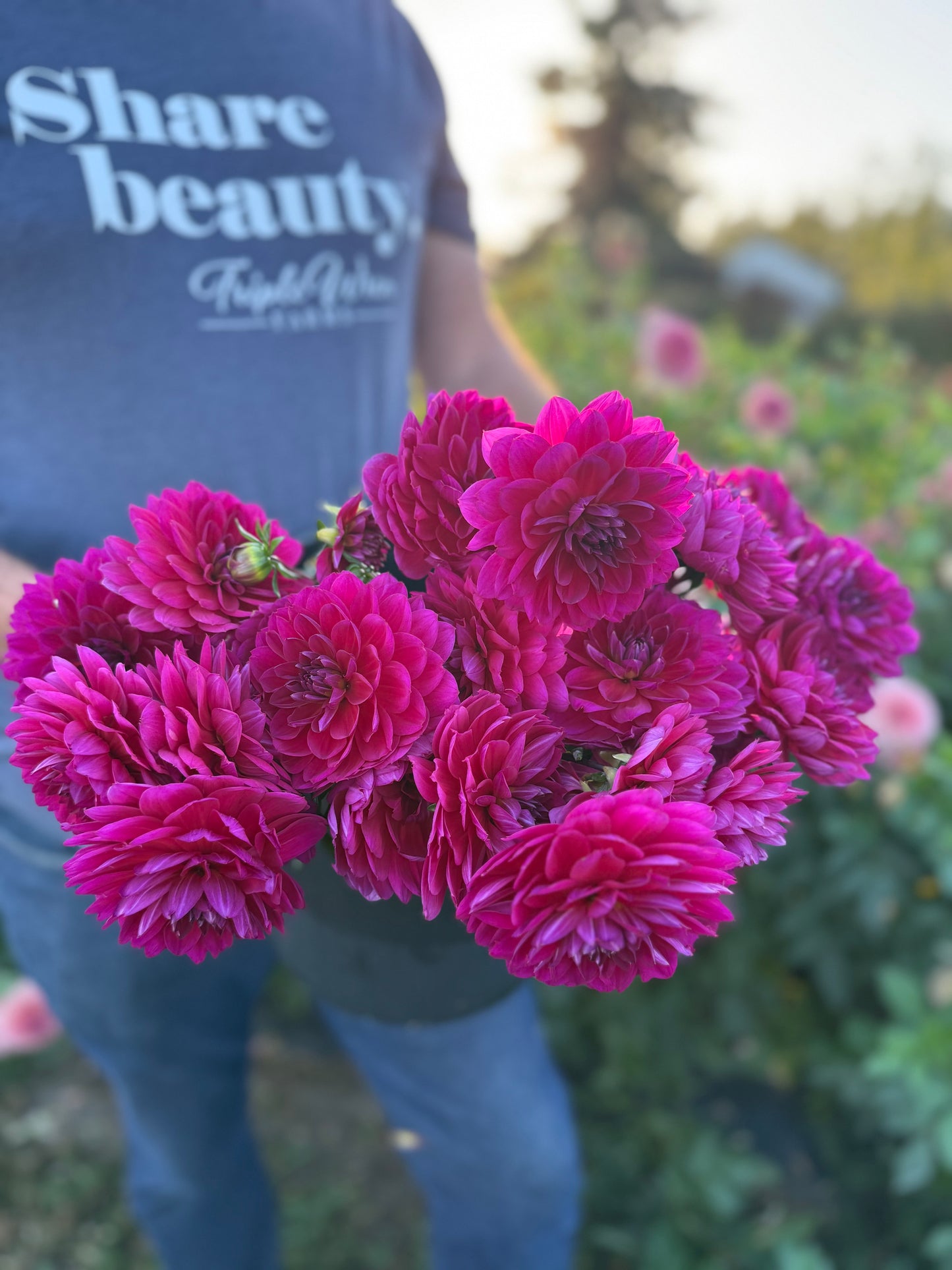 Sandia Nocturne Dahlia Tuber