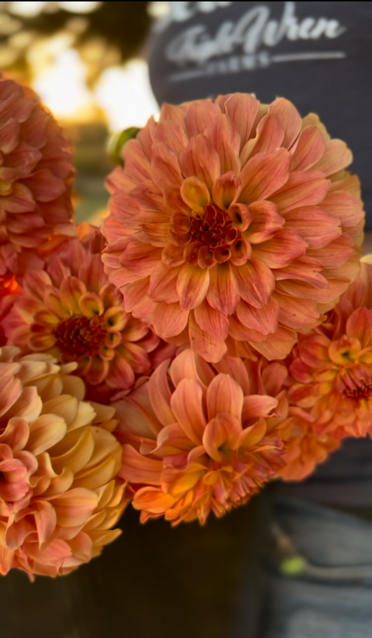 buy Bloomquist Constant from Triple Wren Farms for your home garden
