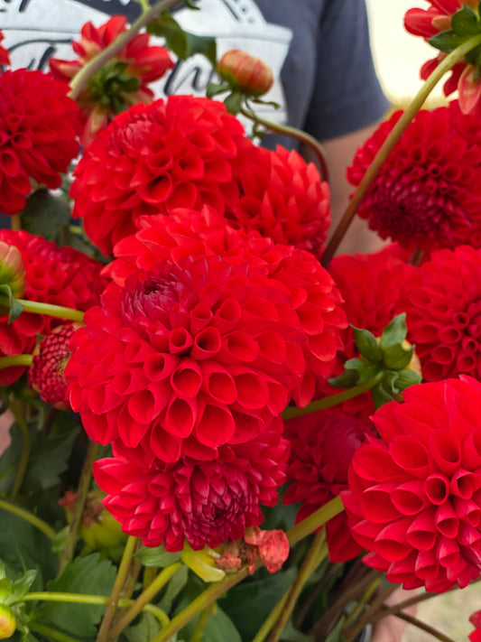 Irish Spice Dahlia Tuber