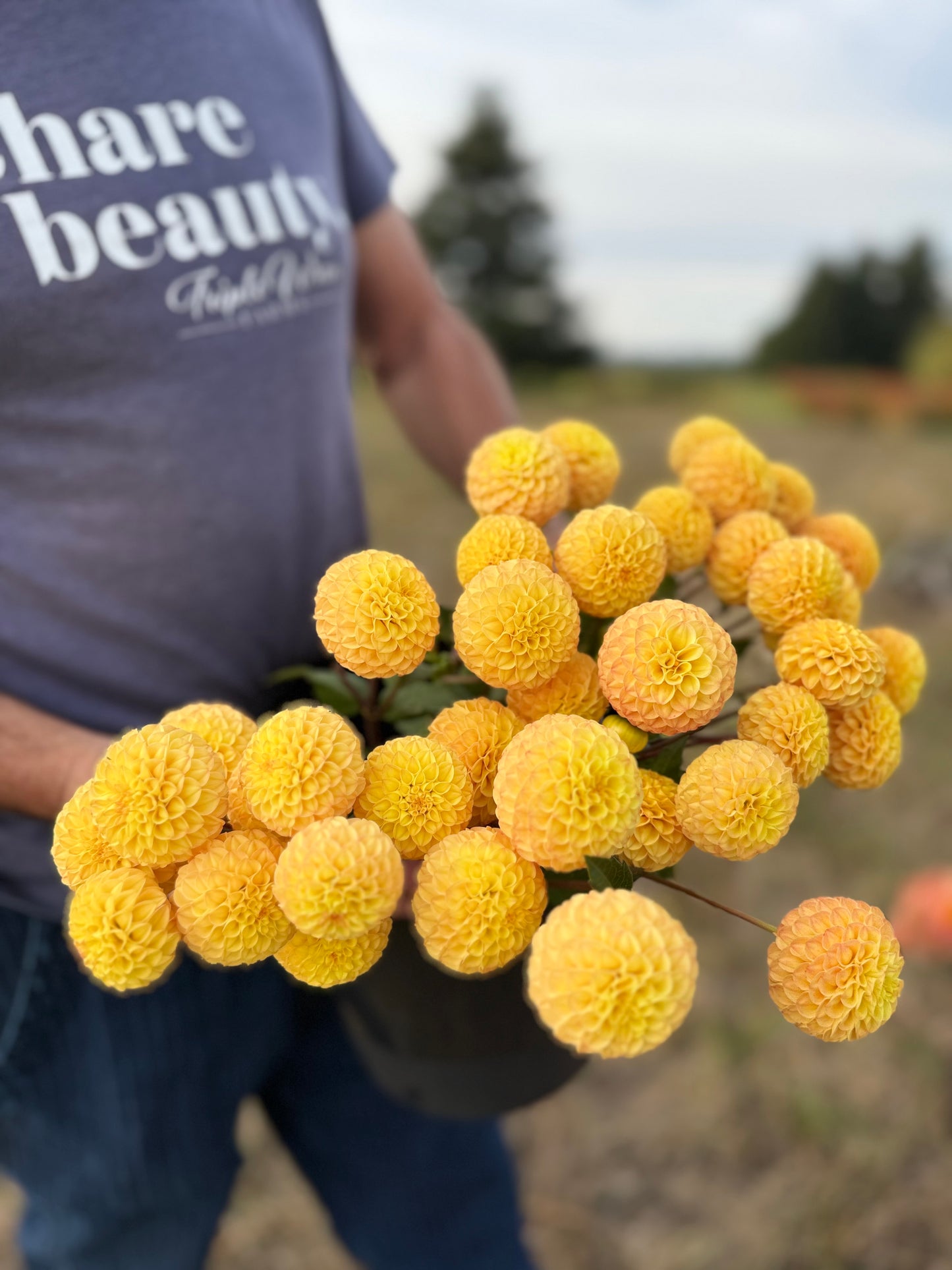 A person outdoors holding a large bouquet of soft peachy-yellow pom-pom dahlia flowers. The person is wearing a blue t-shirt with white text that reads 'share beauty'.