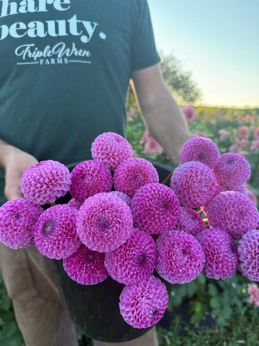 A person in a dark green t-shirt holding a black bucket filled with vibrant magenta-purple dahlias in a field.