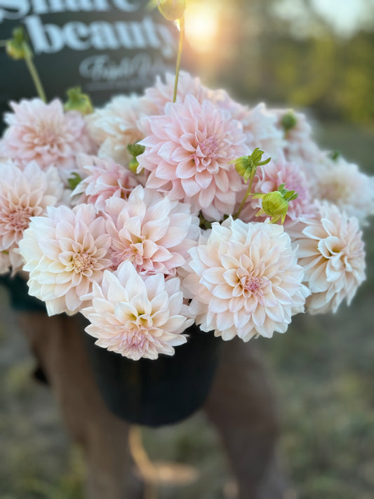 A potted bouquet of light pink and white dahlia flowers held outdoors in warm golden hour light, with a blurred background and part of a Triple Wren logo visible behind the flowers.