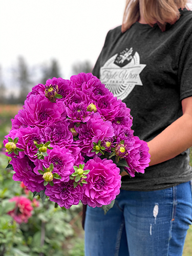 Karma Lagoon Dahlia Tuber