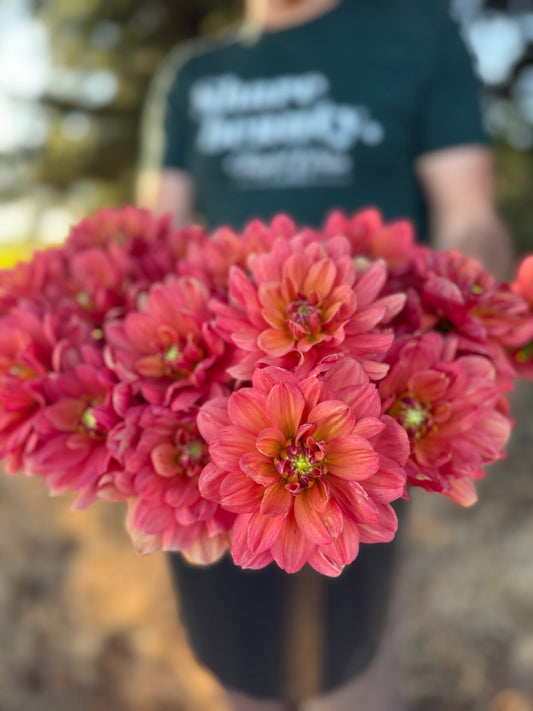 A close-up of a cluster of blooming pink dahlia flowers in the foreground, with a person holding them in a dark shirt blurred in the background outdoors.