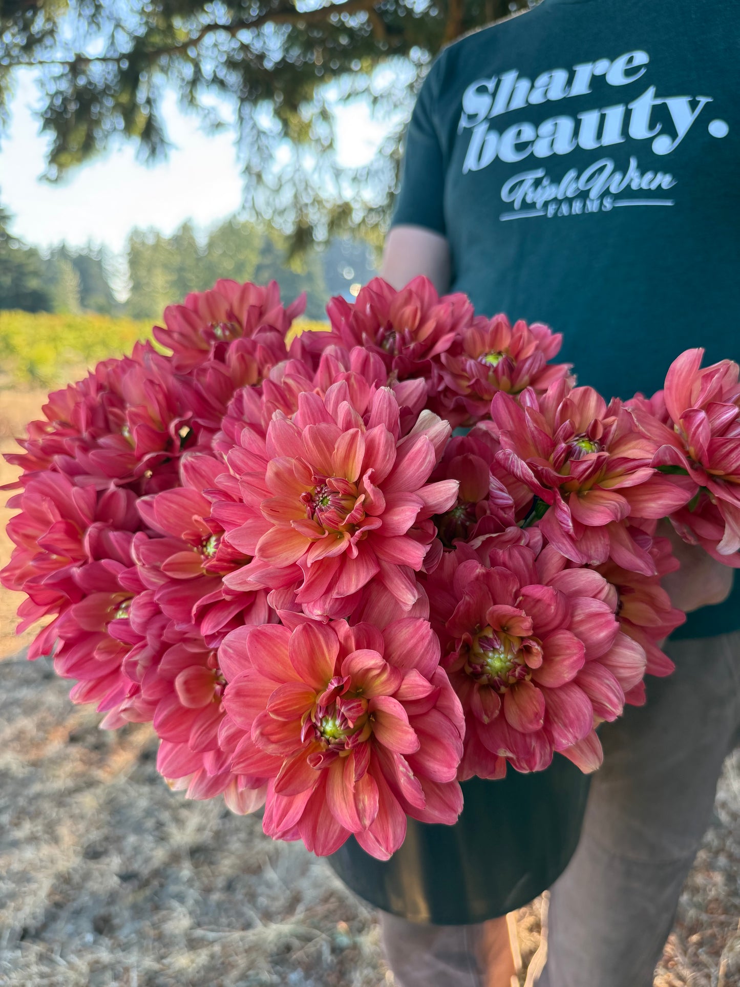 A person outdoors holding a large bouquet of vibrant pink dahlia flowers in a black pot. The person is wearing a dark teal t-shirt with 'Share beauty, Triple Wren Farms' printed in white.