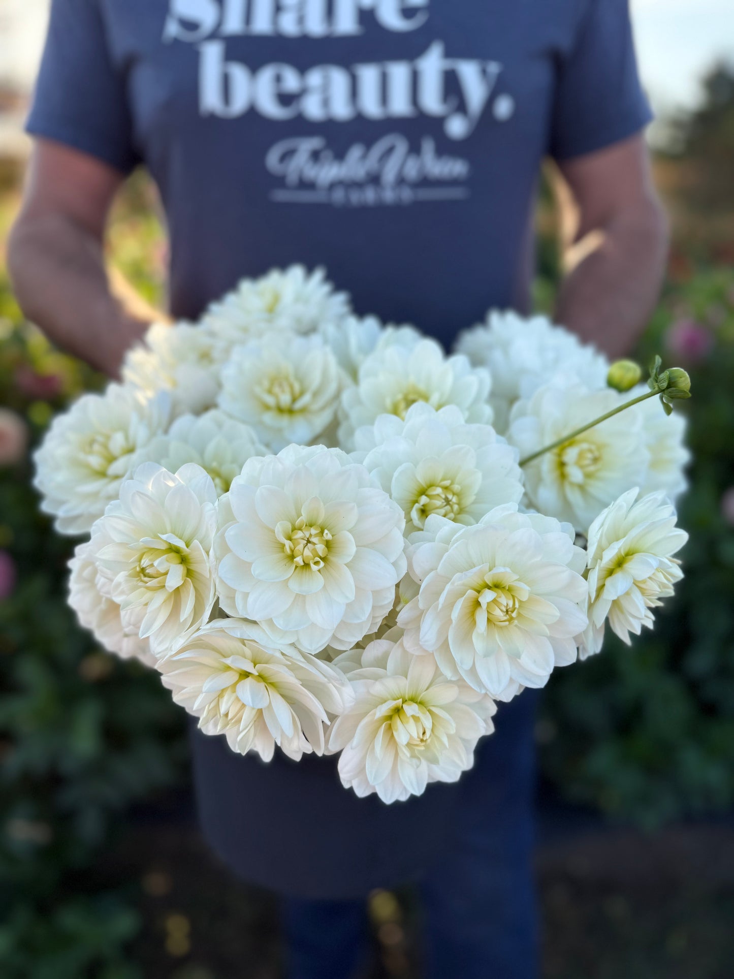 Ms Cherub Dahlia Tuber