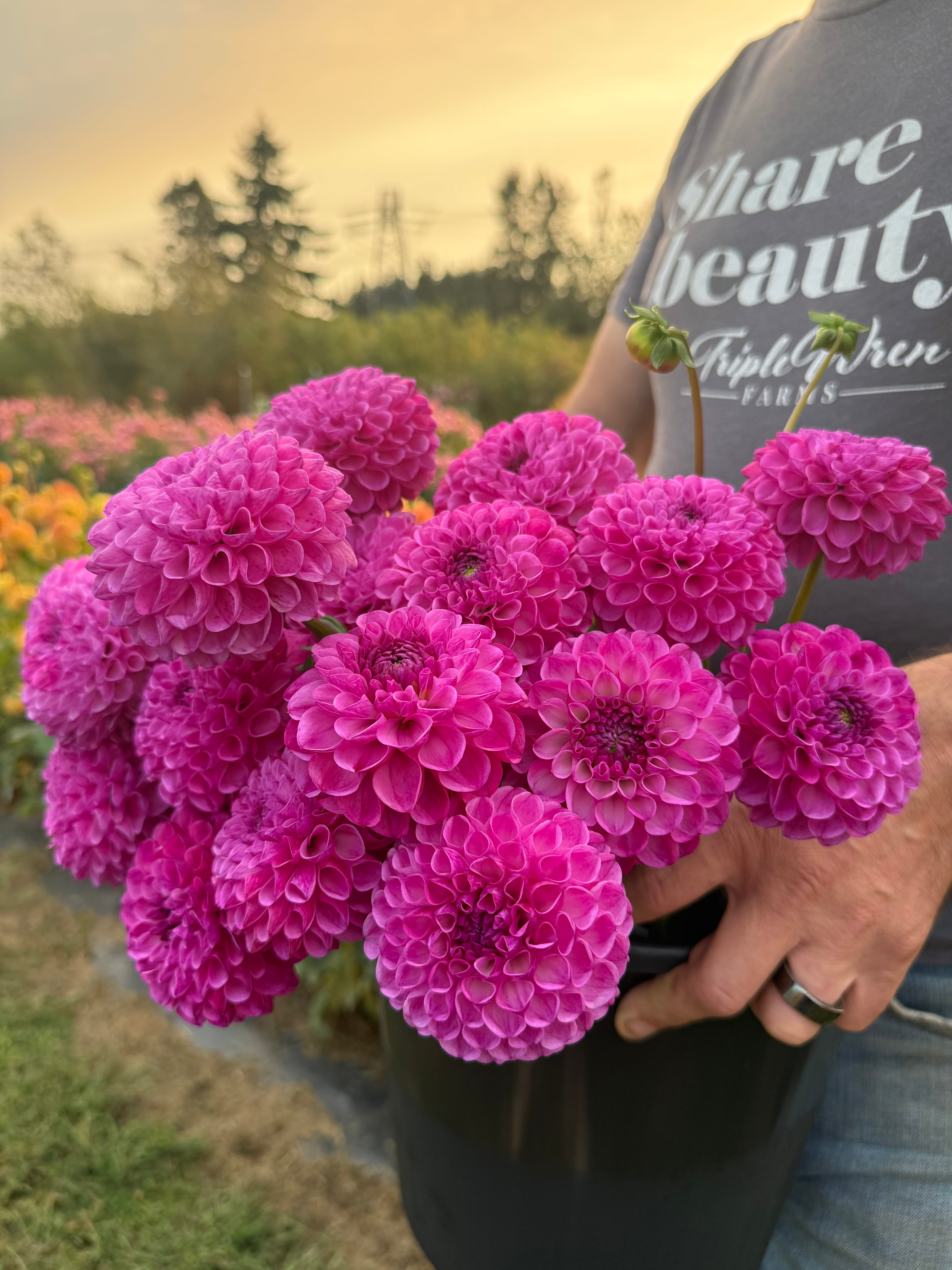 Ms Char Dahlia Tuber – Triple Wren Farms