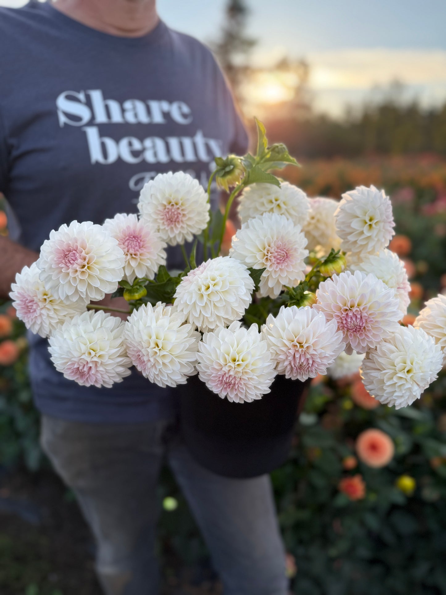 NY Lucia Dahlia Tuber