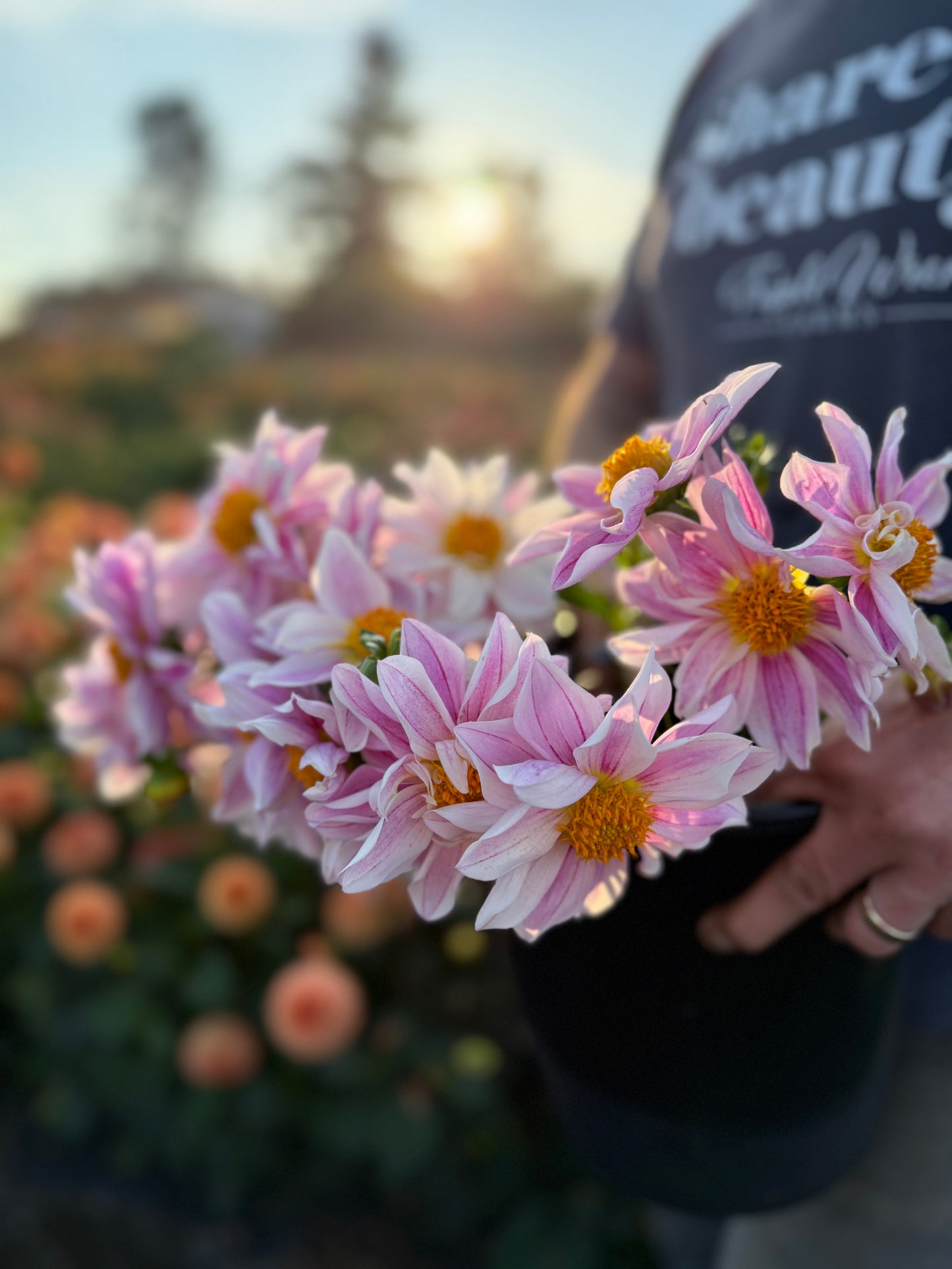 NY Papa Dahlia Tuber