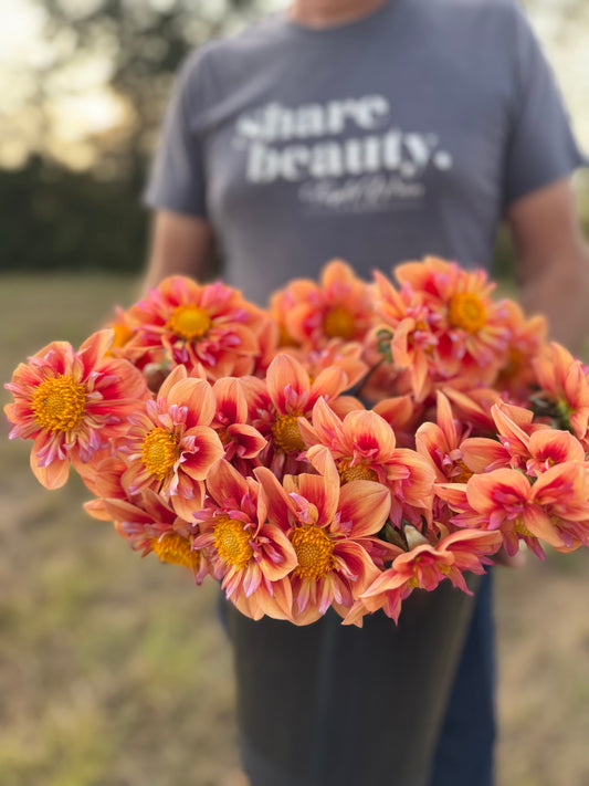 A person outdoors holding a large bouquet of orange and pink dahlia flowers with yellow centers. The person is wearing a blue t-shirt with the text 'share beauty.