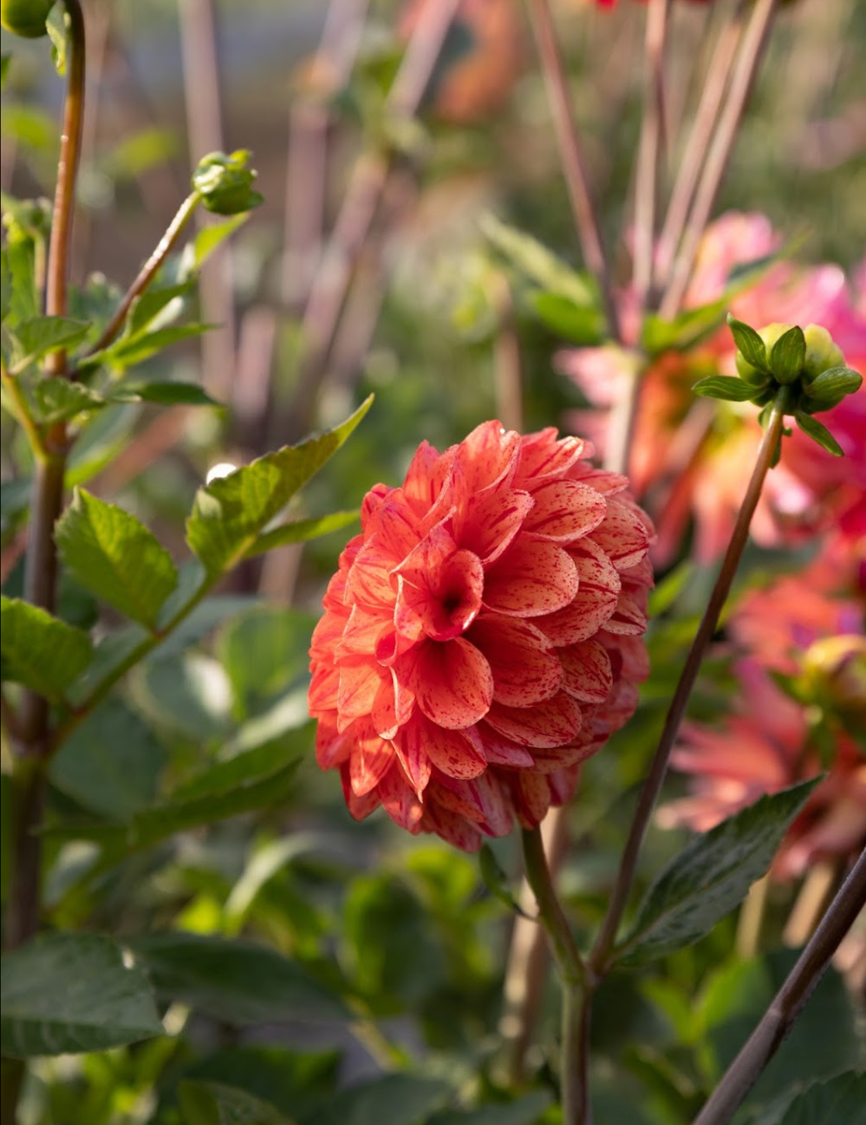 SB's Fiesta Dahlia Tuber