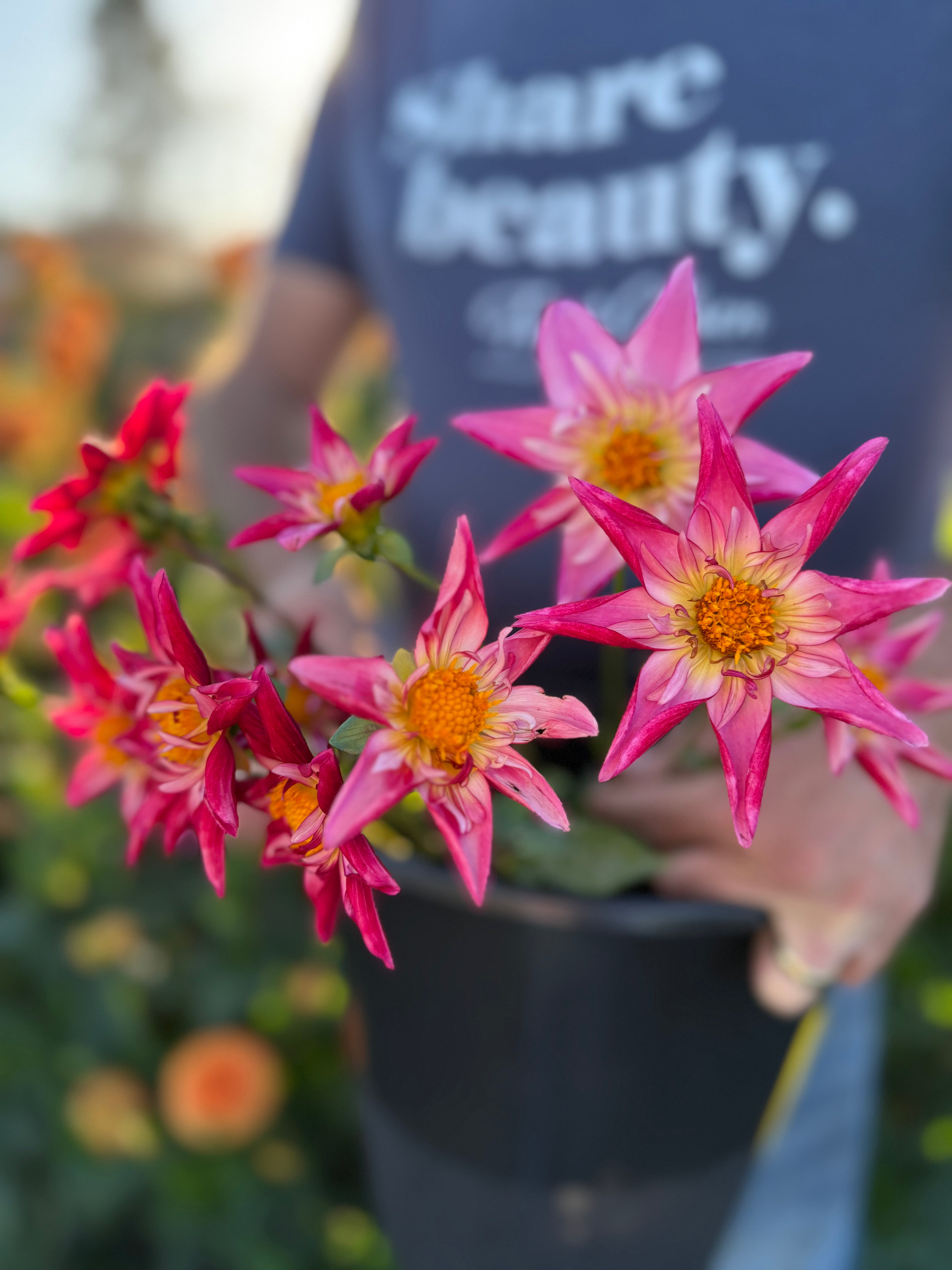 SB's Red Baron Dahlia Tuber – Triple Wren Farms