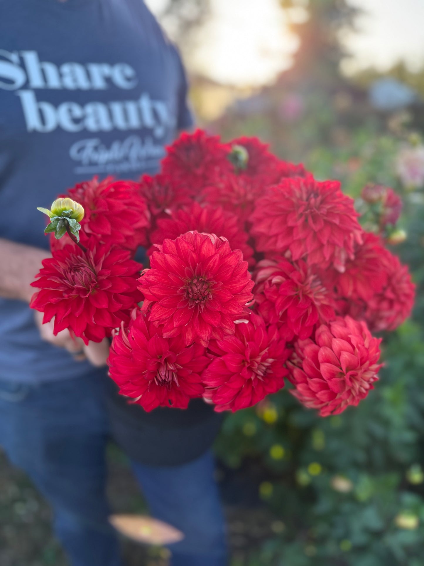 Salish River Sundown Dahlia Tuber