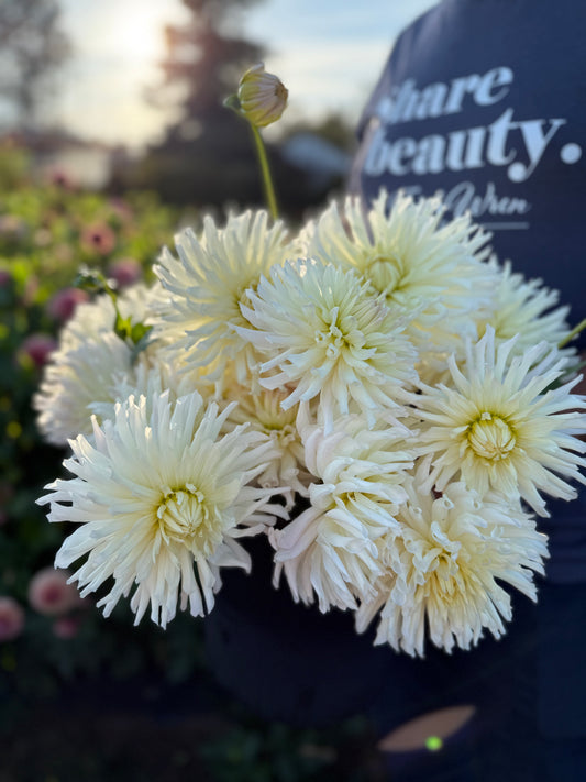 Sandia Icicle Dahlia Tuber