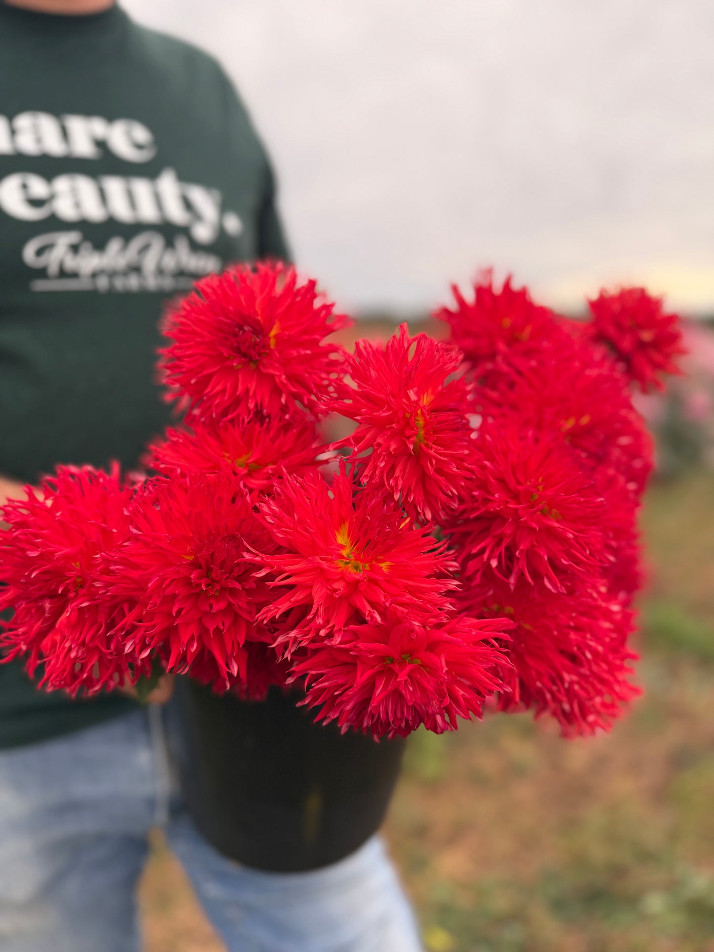 Sandia Red Cloud Dahlia Tuber