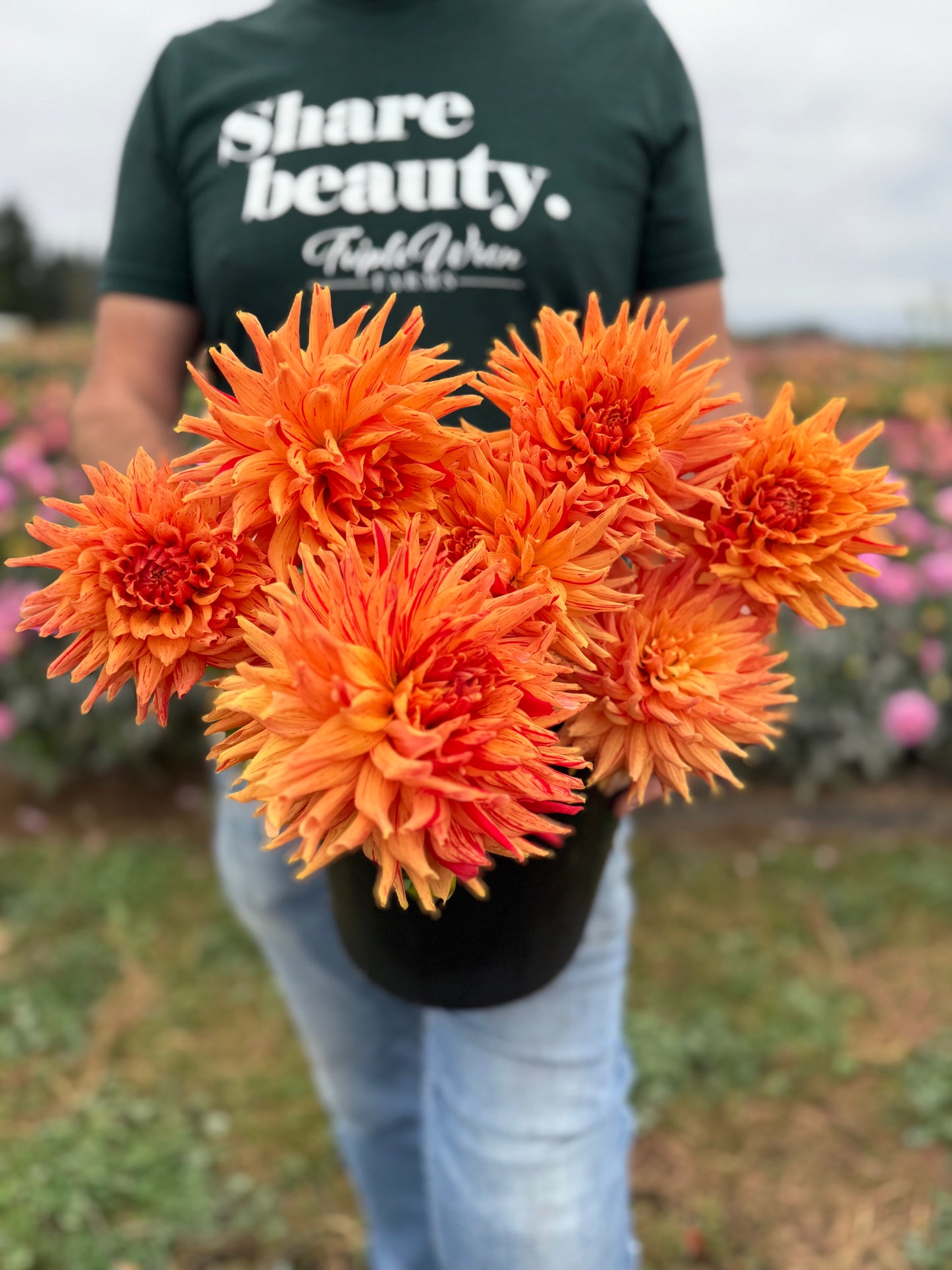 Sandia Tiger Dahlia Tuber