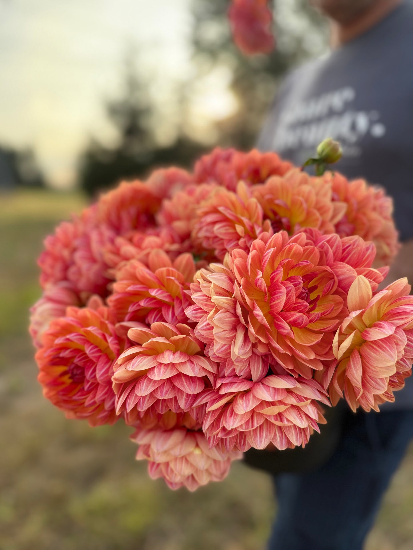 A close-up of a bouquet of vibrant dahlia flowers in shades of coral, pink, and orange, held by a person in a blurred outdoor setting.
