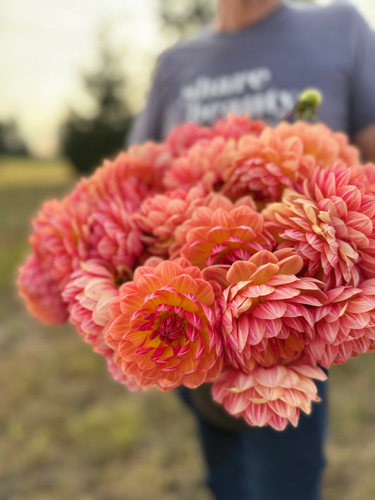 A close-up of a hand holding a large bouquet of vibrant pink and orange dahlia flowers, with a person in a gray t-shirt blurred in the background outdoors.