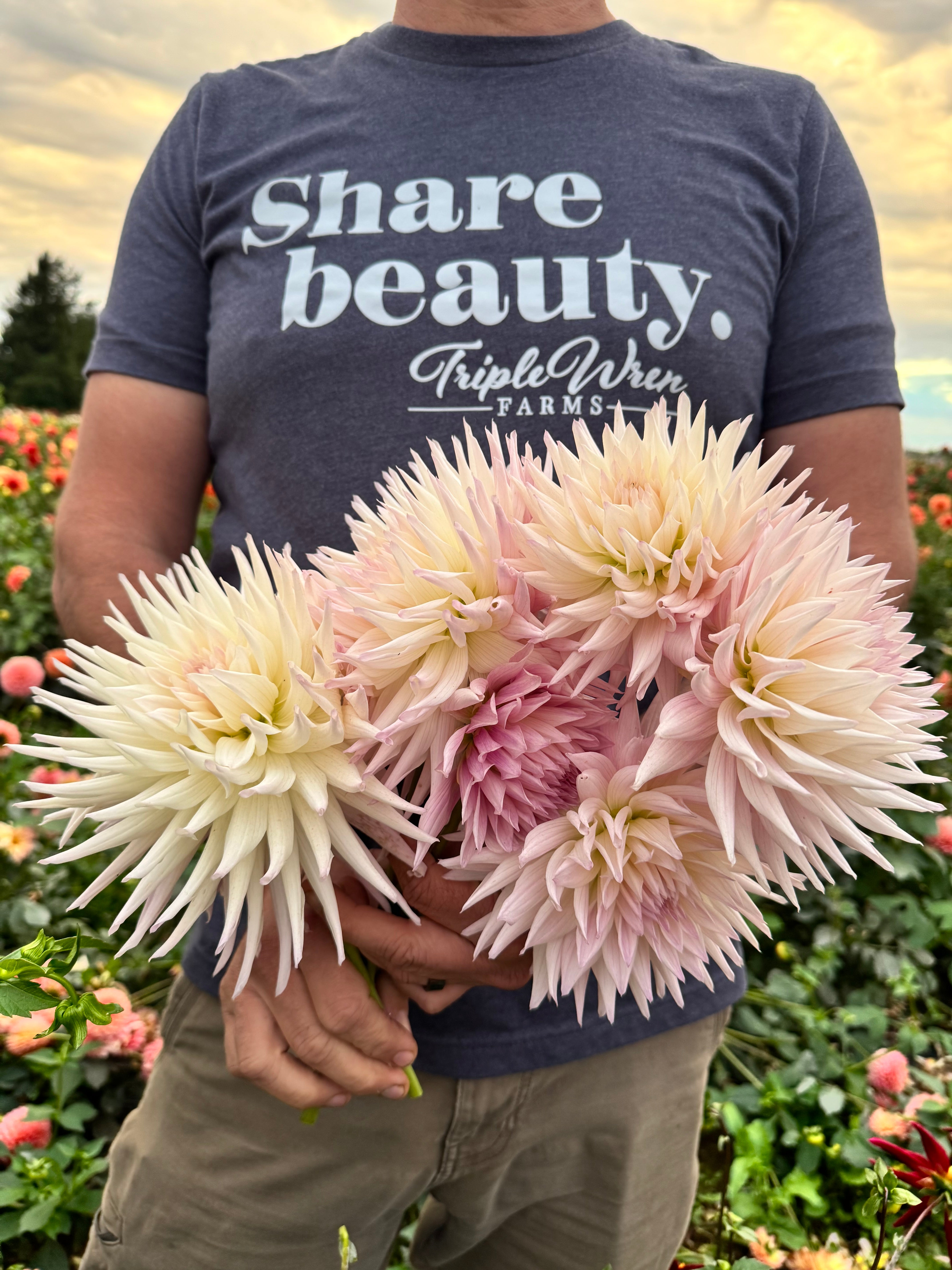 Sandia_Stargazer_Dahlia.jpg?v=