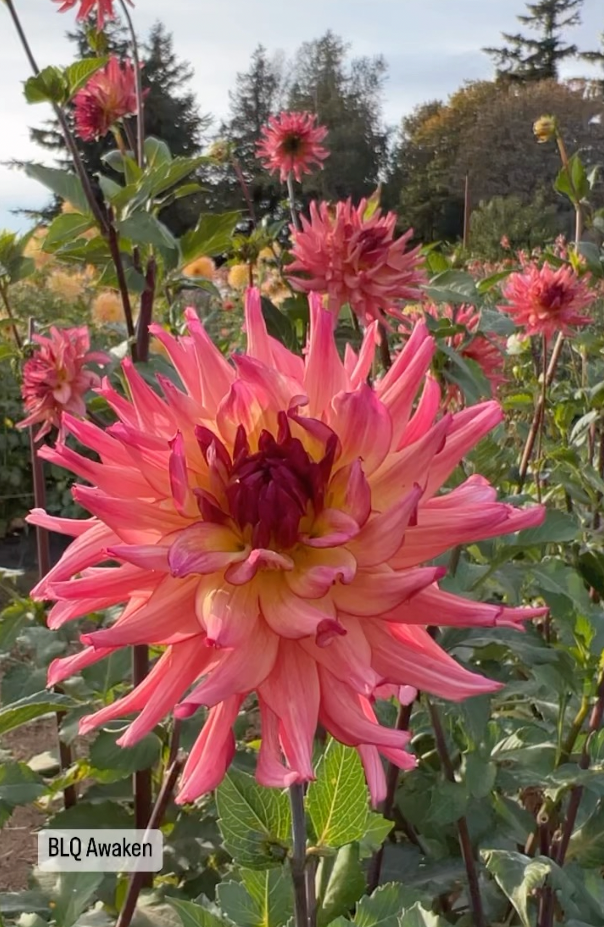 buy Bloomquist Awaken dahlia tubers from Triple Wren Farms for your home garden