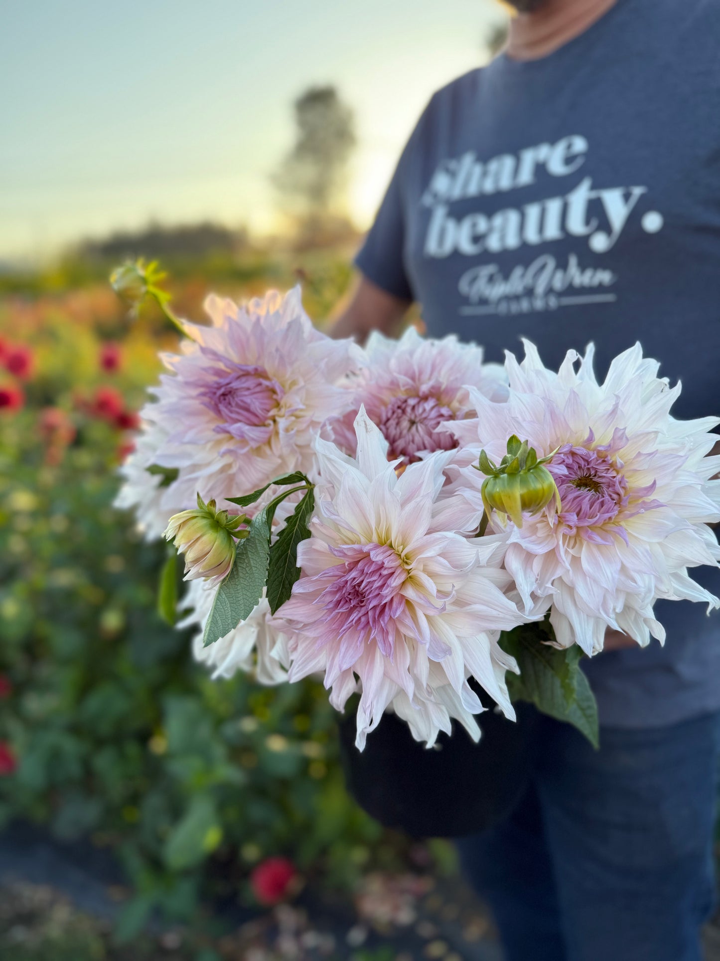 Shiloh Noelle Dahlia Tuber