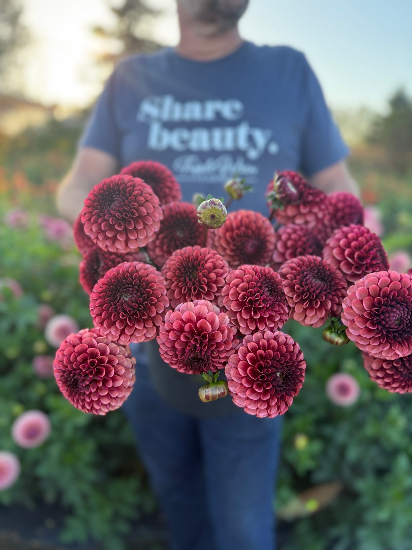 A person in a garden holding a large cluster of dark pinkish-red dahlia flowers in the foreground, with a blurred background and the person wearing a blue t-shirt that reads 'share beauty. California'.