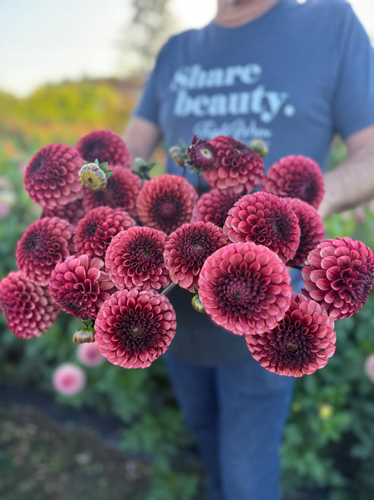 A person in a blue t-shirt holding a large bouquet of blooming dark pinkish-red dahlia flowers in an outdoor garden setting.
