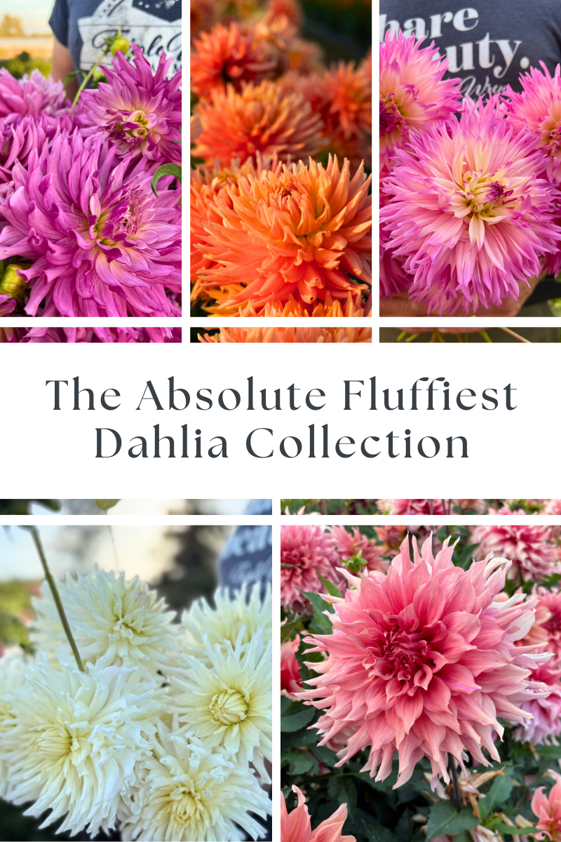 Dahlia Tuber Collection (Free Shipping May 2026!)