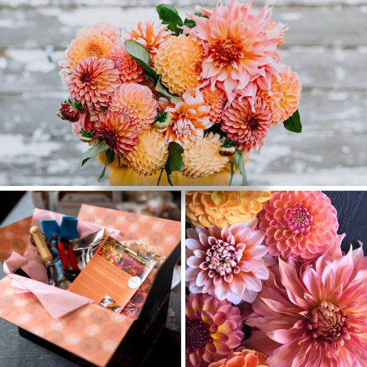 Mother's Day Dahlia Tuber Collection (Free Shipping May 2024)