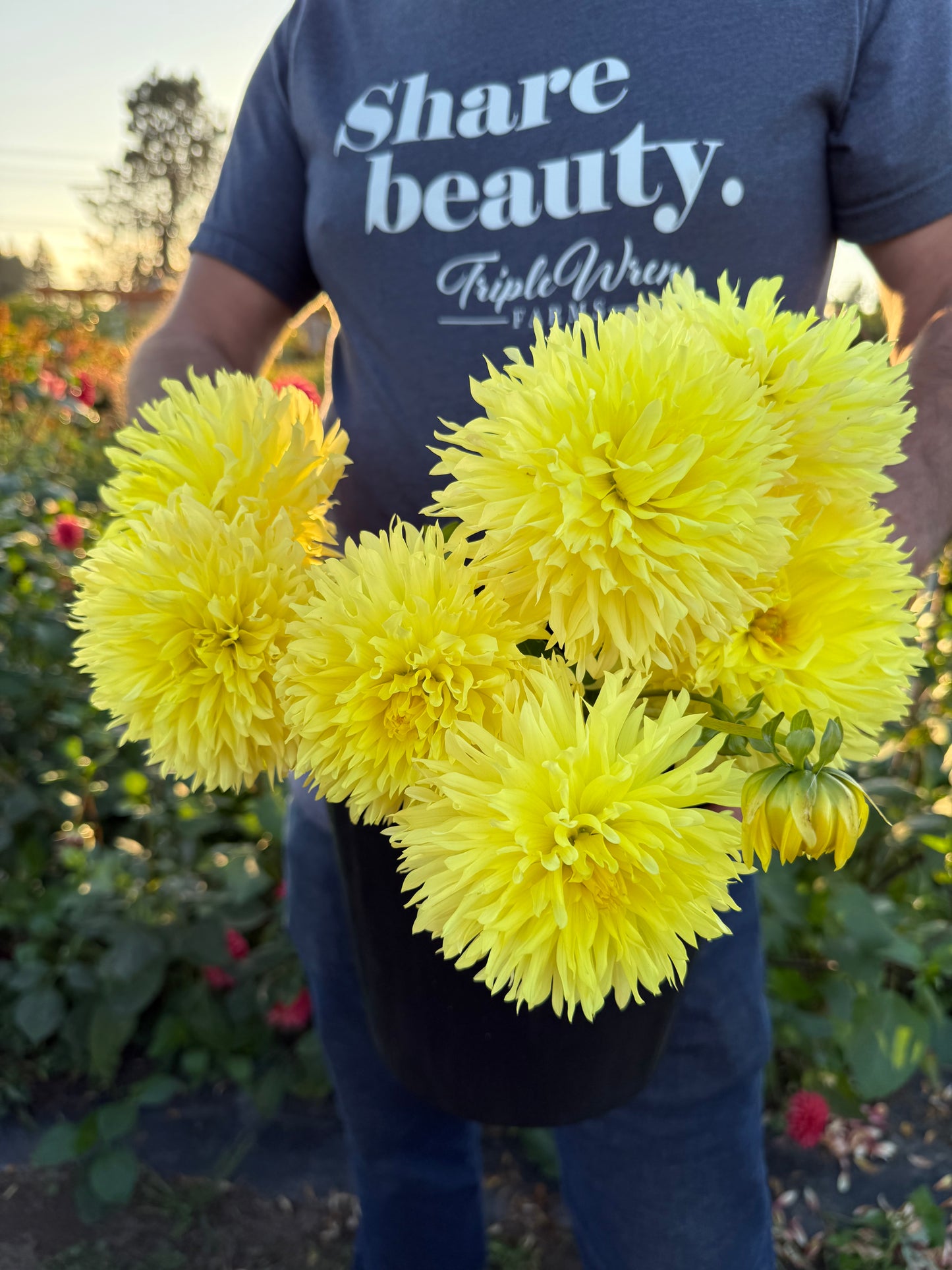 Vista Lindsey Dahlia Tuber