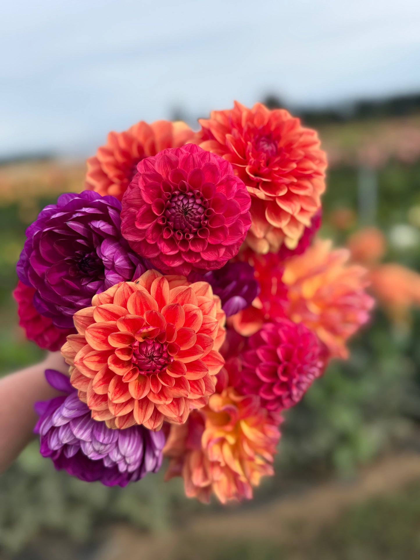 Viva's Boho Rose Dahlia Tuber