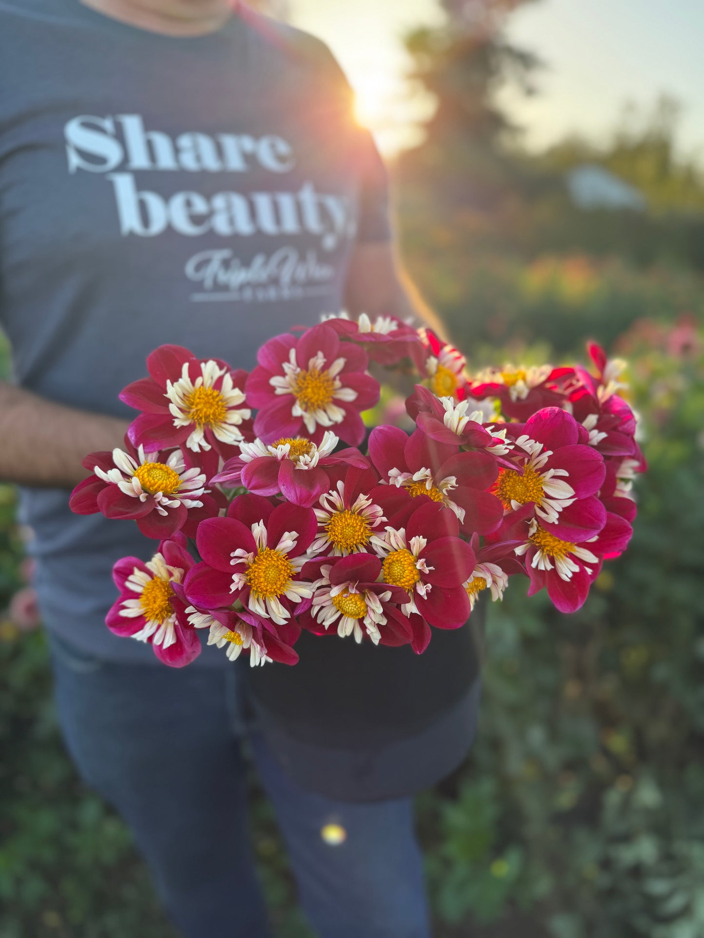 A person outdoors at sunset wearing a gray t-shirt with 'Share beauty' printed on it, holding a cluster of freshly harvested flowers with dark pink petals and white edges with bright yellow centers.