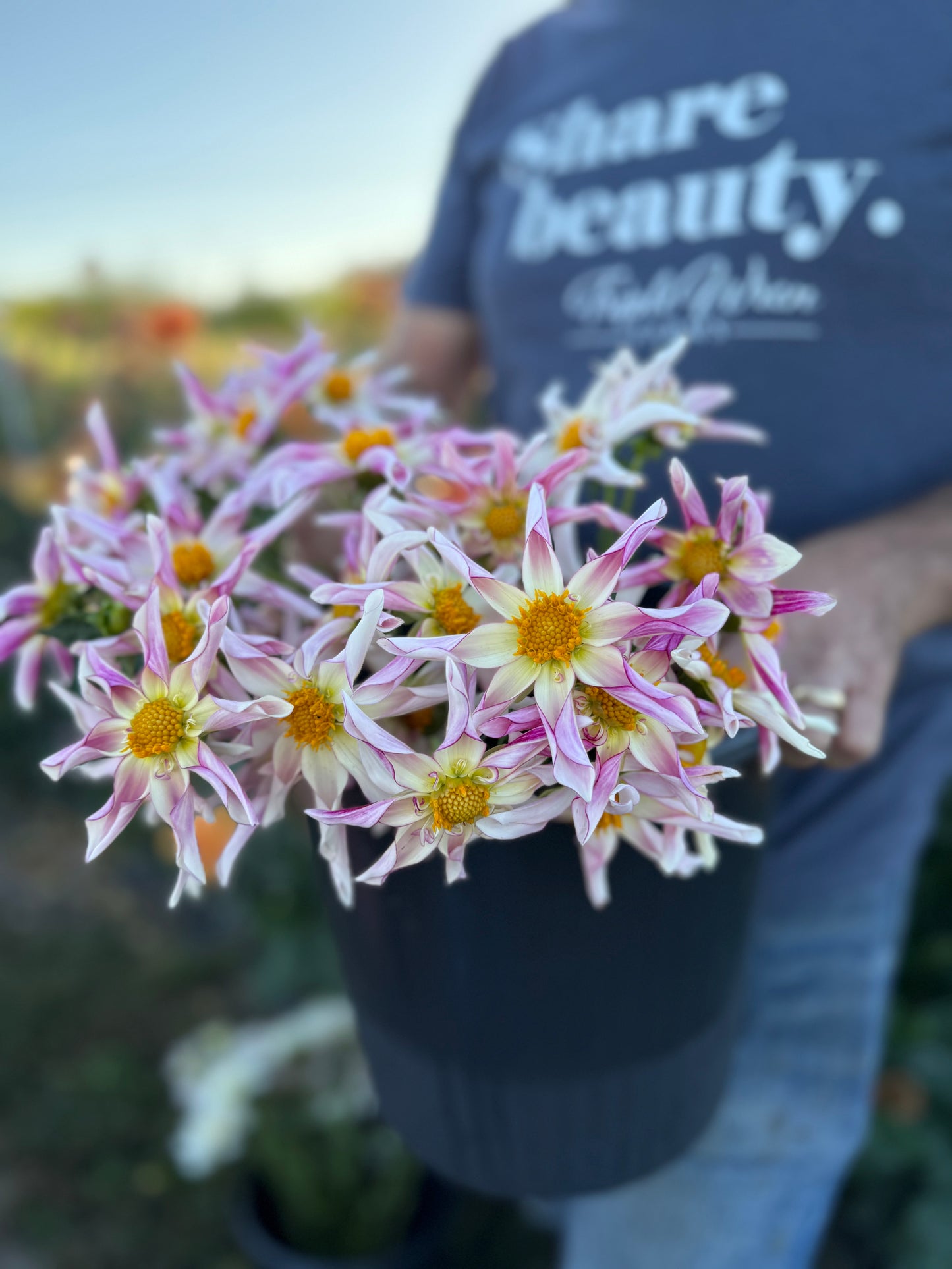 Willie Willie Dahlia Tuber