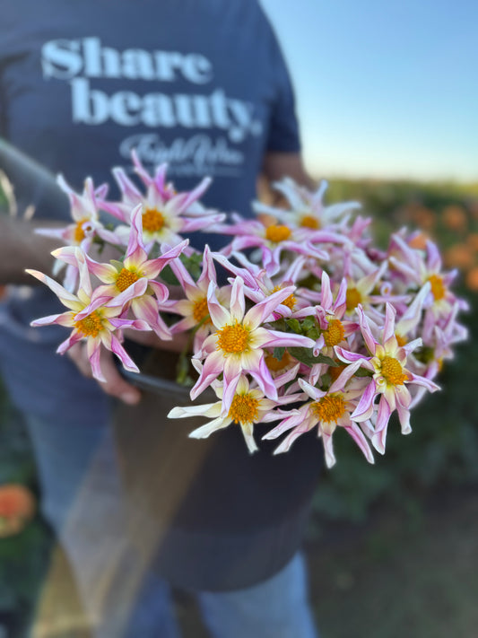 Willie Willie Dahlia Tuber