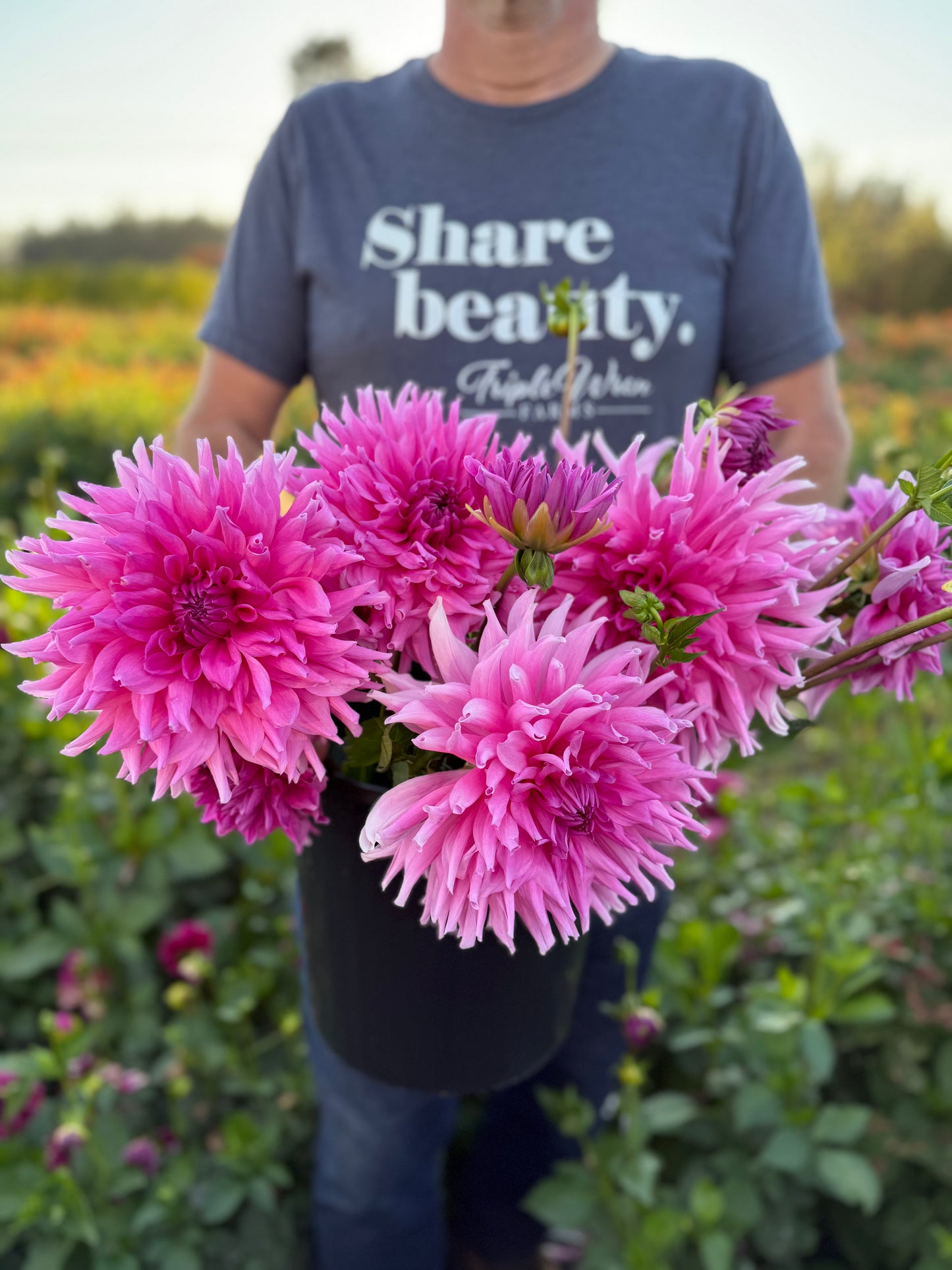 Wyn's Serenity Dahlia Tuber