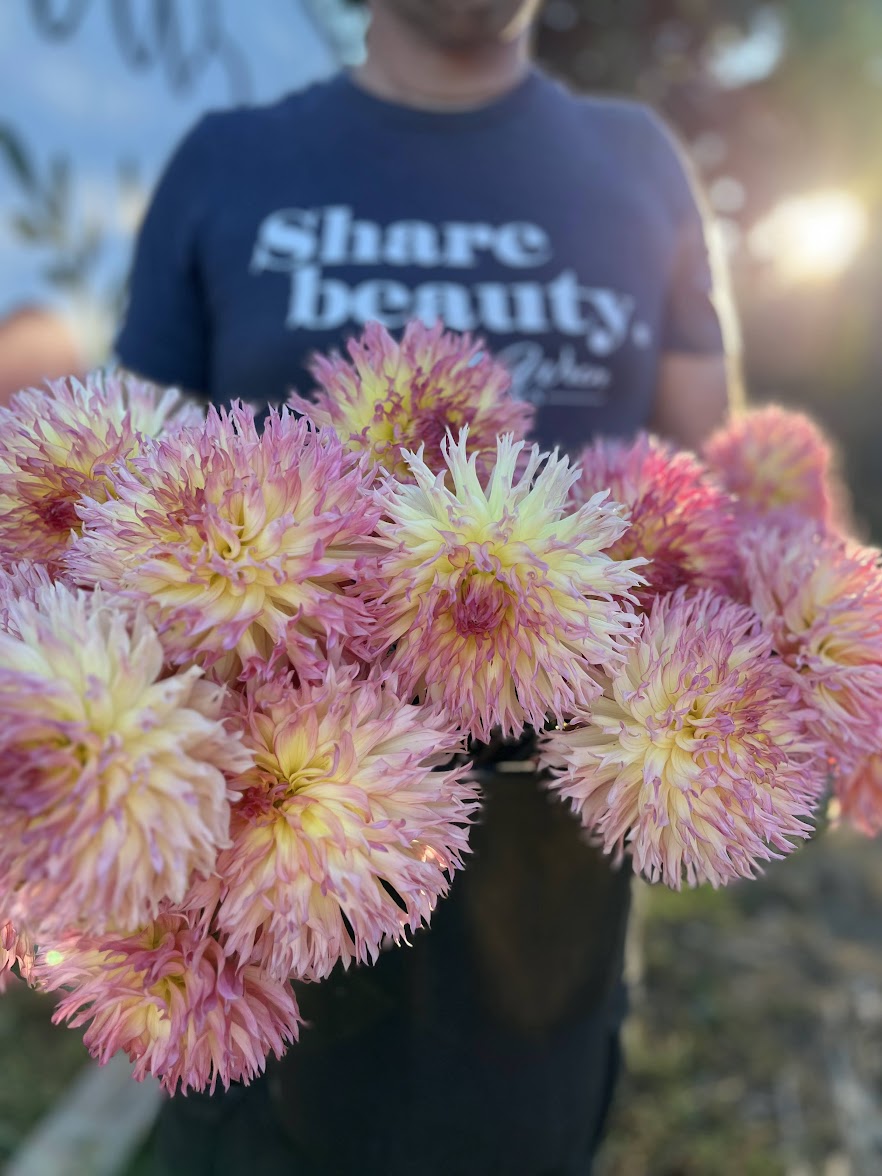Vista Char Dahlia Tuber