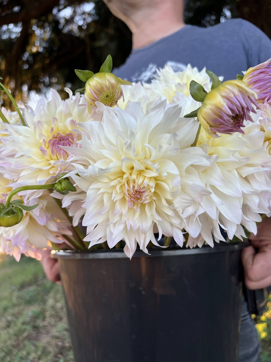 Tahoma Early Dawn Dahlia Tuber