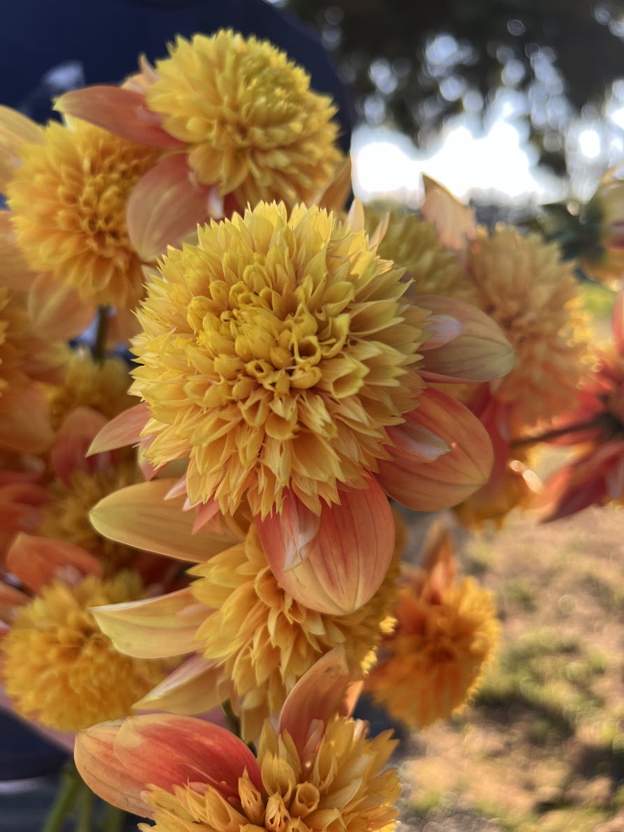 Golden and Yellow and Honey and peach dahlia tubers Bloomquist Frazzled from Triple Wren Farms