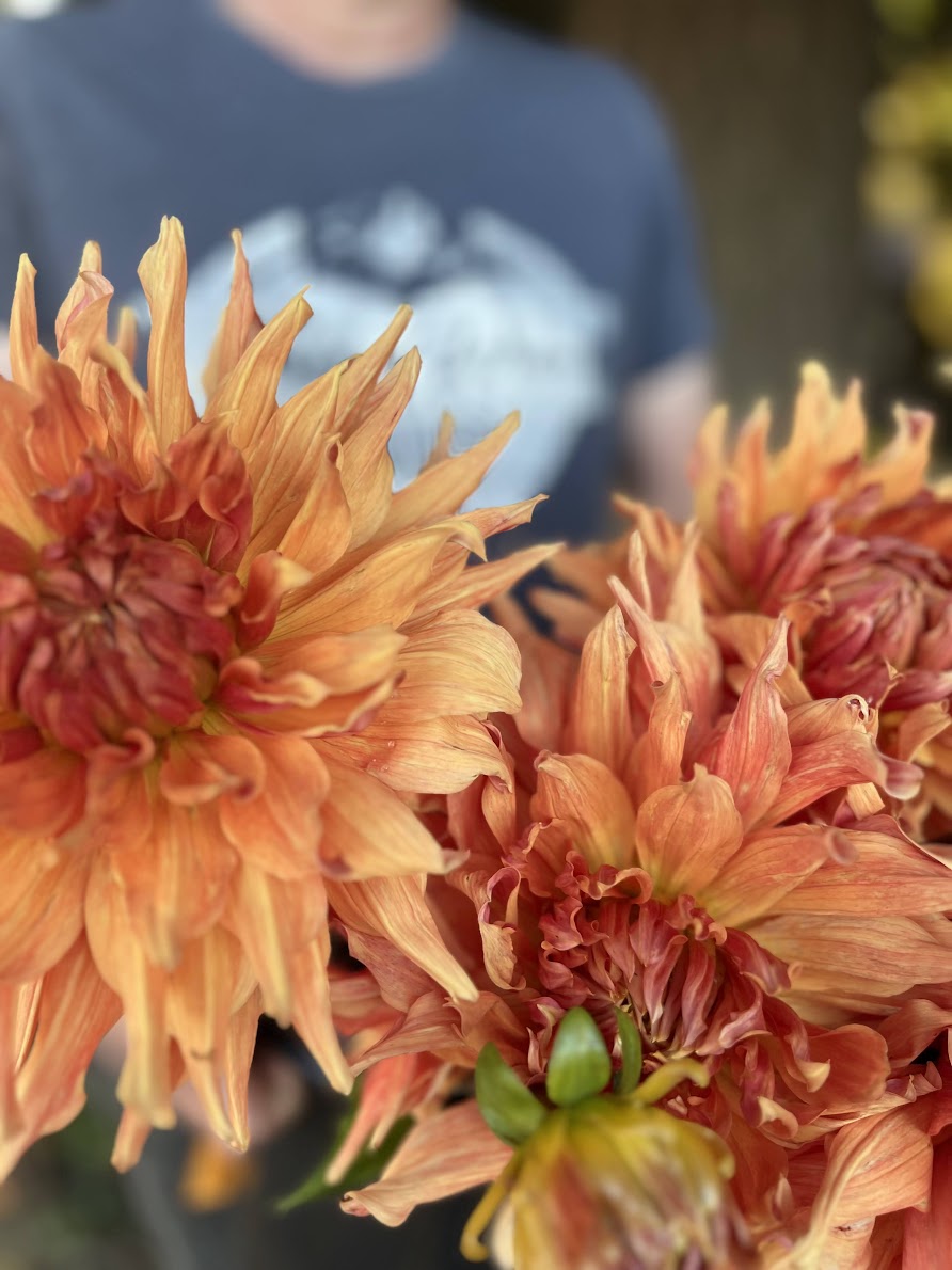 Orange and Peach and Burnt Orange Wyn's Farmer Walt Dahlia Tubers from Triple Wren Farms