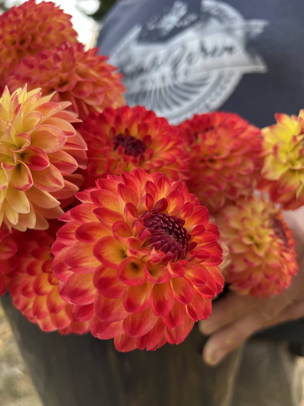 buy Bloomquist Gordon dahlia tubers from Triple Wren Farms for your home garden