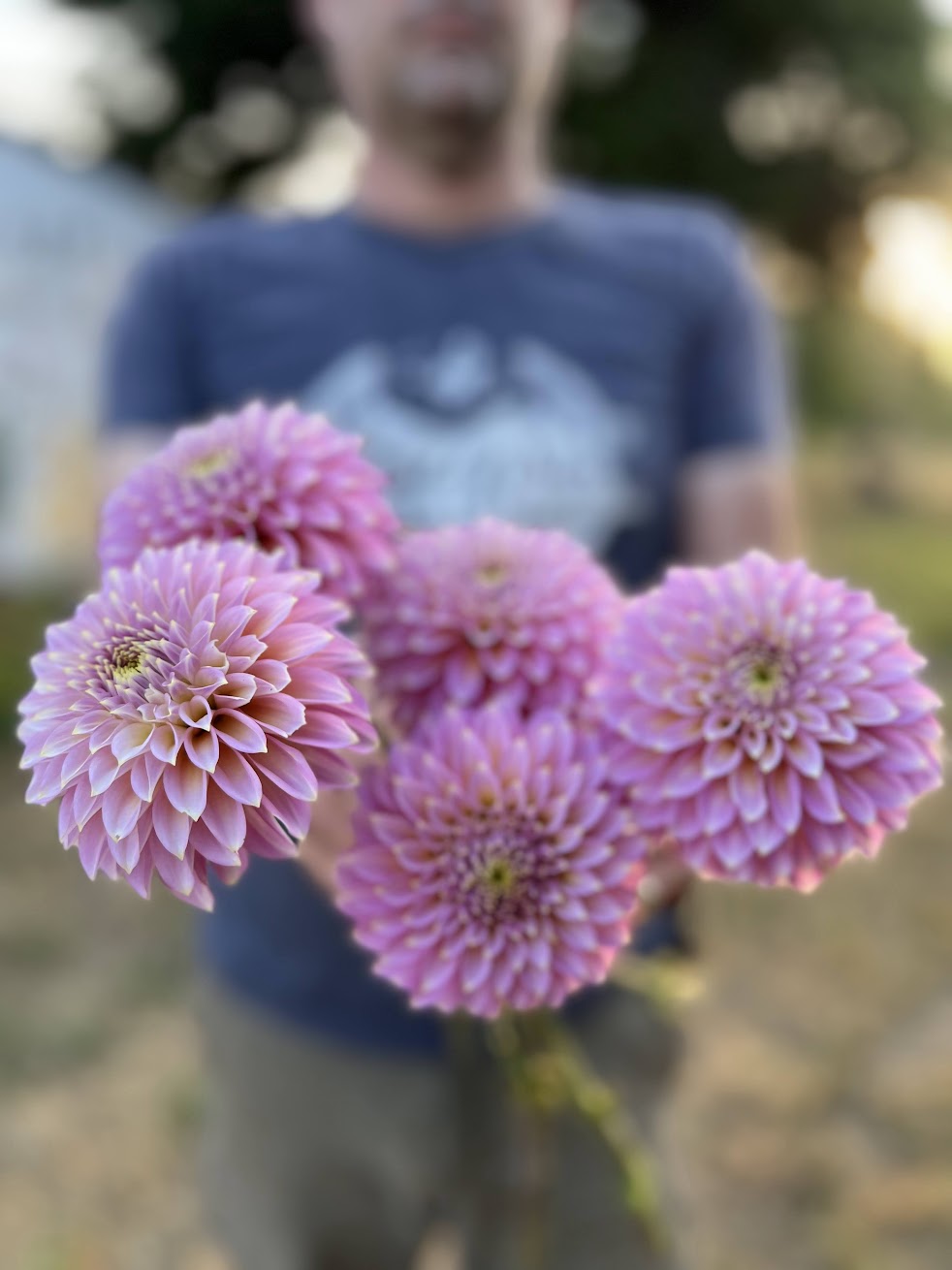 Bloomquist Essence dahlia tuber from Triple Wren Farms