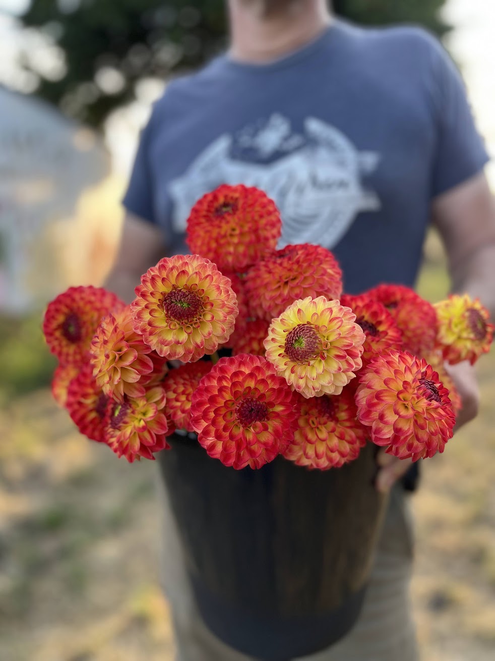 Bloomquist Gordon dahlia tubers from Triple Wren Farms