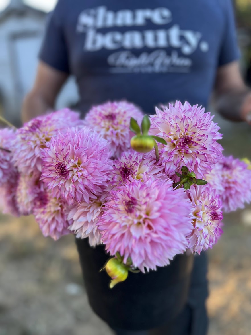 buy HollyHill Pinkie Dahlia Tuber from Triple Wren Farms for your home garden