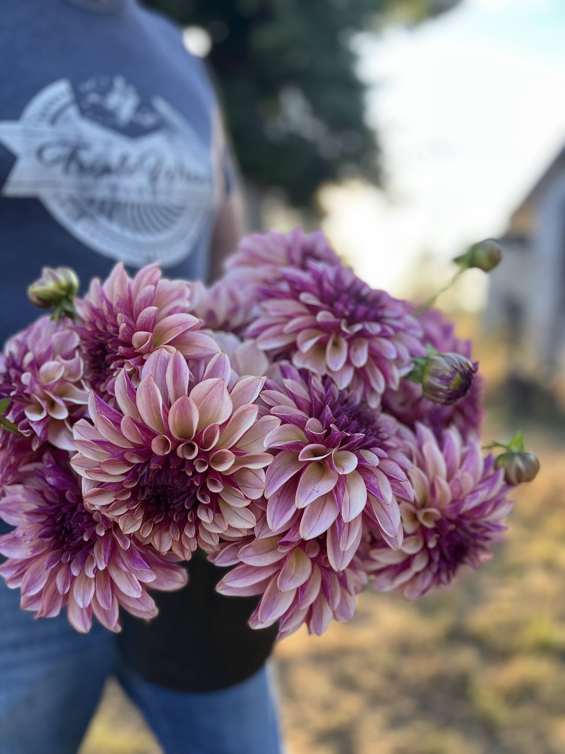 buy KA's Cafe Mauve Dahlia Tuber from Triple Wren Farms for your home garden