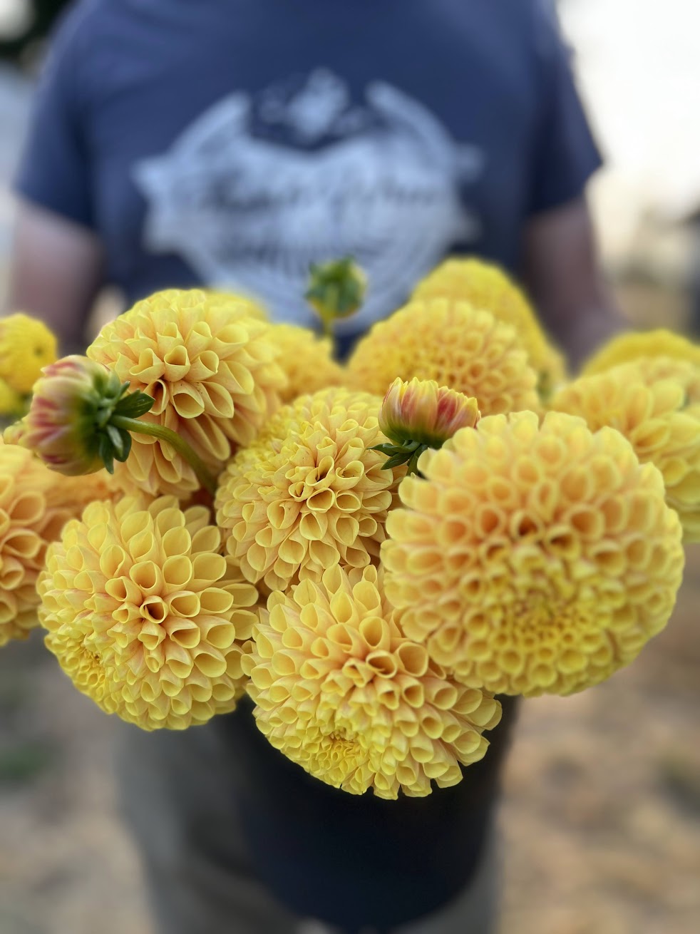 SB's Ora Dahlia Tuber – Triple Wren Farms
