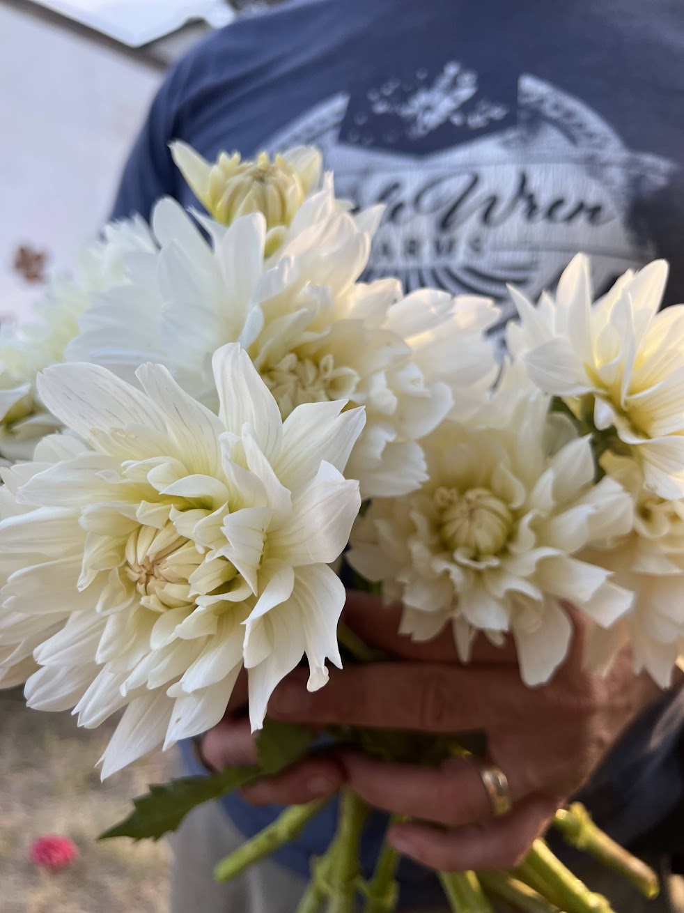 Vista Jake Dahlia Tuber